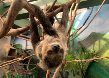 Beloved sloth who wasn’t slothful dies at zoo
