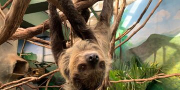 Beloved sloth who wasn’t slothful dies at zoo
