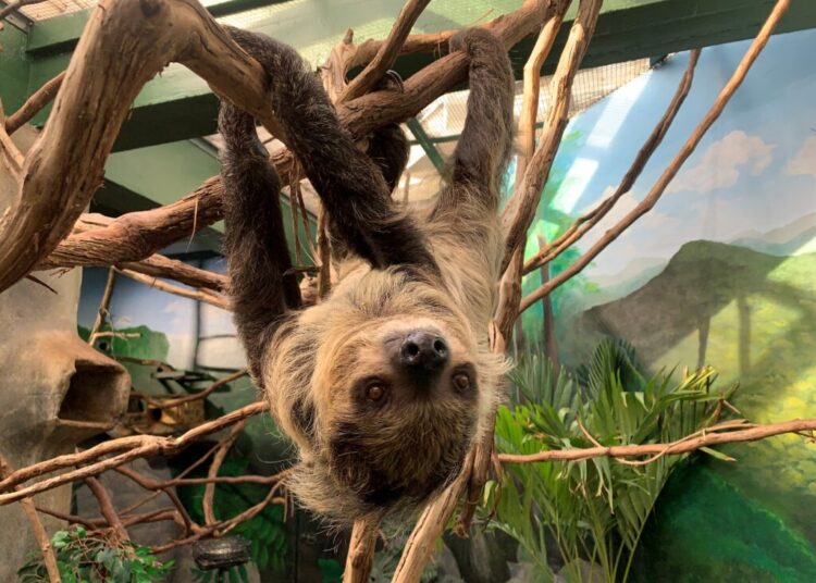 Beloved sloth who wasn’t slothful dies at zoo
