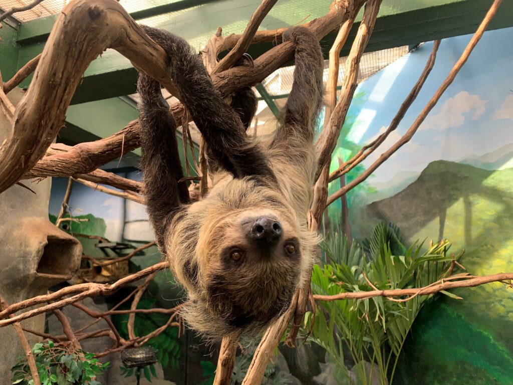 Beloved sloth who wasn’t slothful dies at zoo