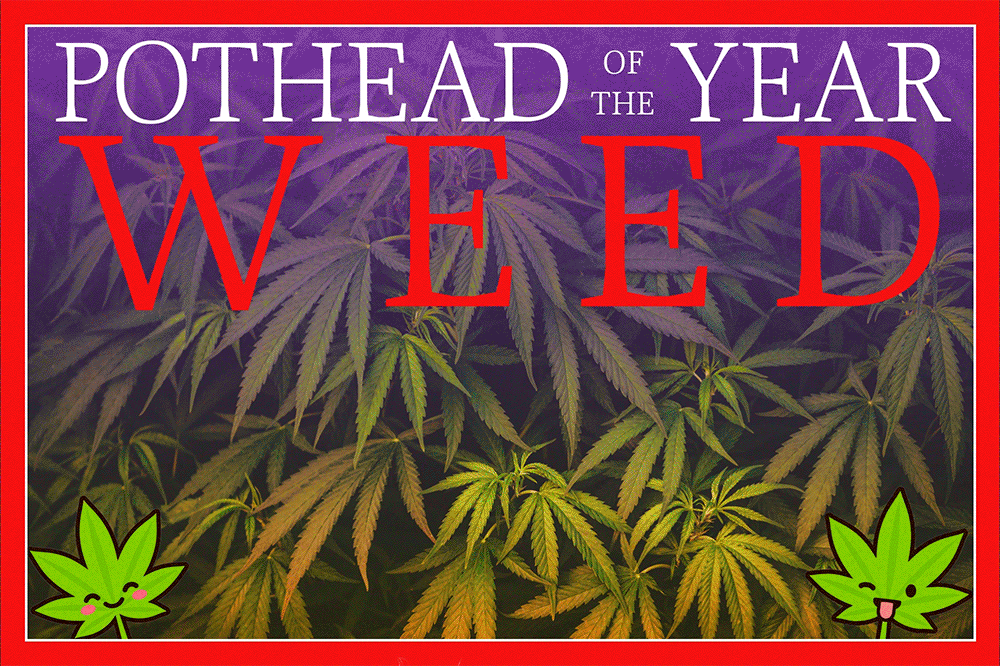 Illustration of cannabis plants with the text 