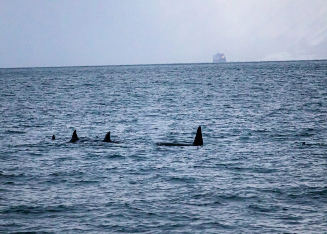 Killer Whales and Dolphins Filmed Hunting Together for the First Time