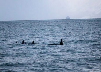 Killer Whales and Dolphins Filmed Hunting Together for the First Time