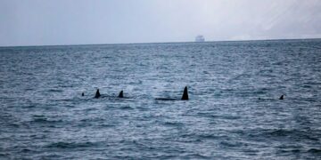 Killer Whales and Dolphins Filmed Hunting Together for the First Time