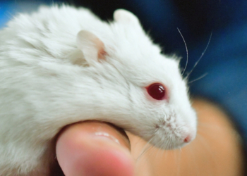 What Happens When Lab Mice Are Released Into the Wild?