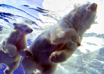 Wild Polar Bear Photographed With Rare ‘Adopted’ Cub