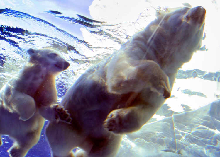 Wild Polar Bear Photographed With Rare ‘Adopted’ Cub