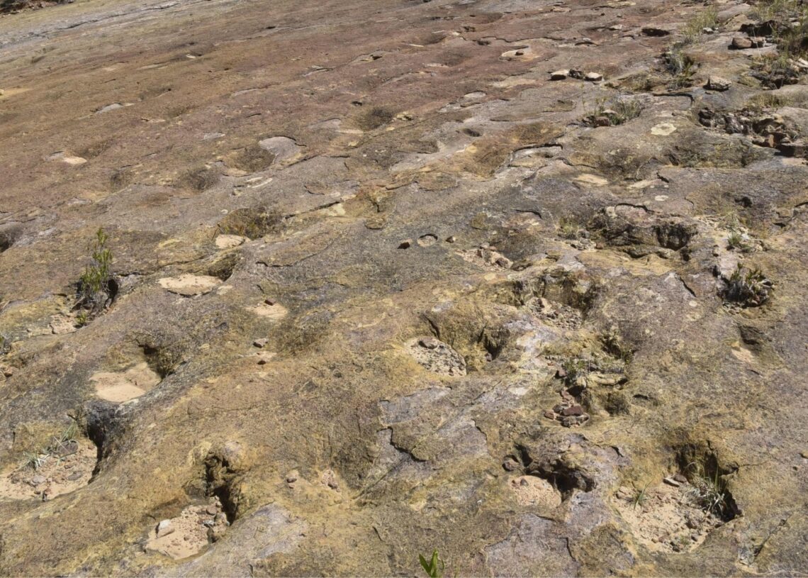 World’s Largest Dinosaur Tracks Site Found in Bolivia