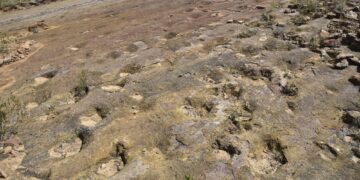 World’s Largest Dinosaur Tracks Site Found in Bolivia