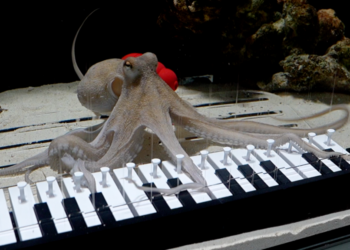 This musician taught an octopus to play the piano