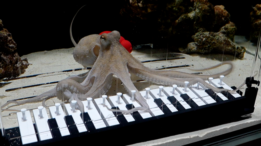 This musician taught an octopus to play the piano