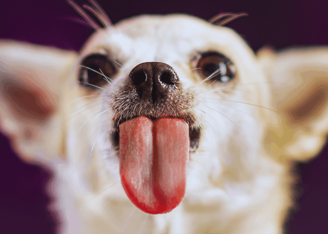 A Dog in Oklahoma Just Set a World Record With His Enormous Tongue