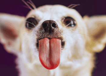 A Dog in Oklahoma Just Set a World Record With His Enormous Tongue
