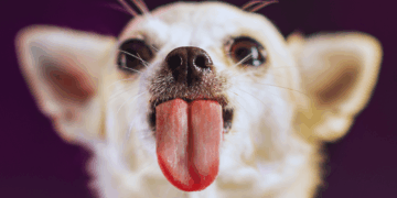 A Dog in Oklahoma Just Set a World Record With His Enormous Tongue