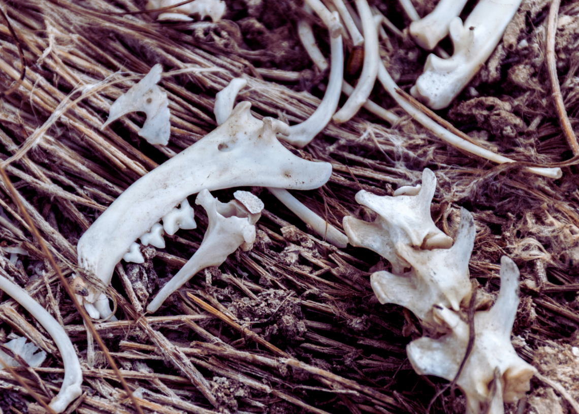 Ancient Bees Made Nests in the Bones of Dead Rodents, Study Finds