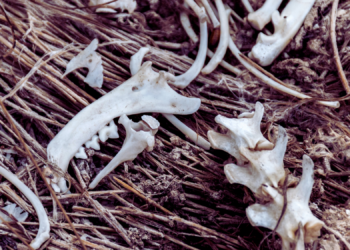 Ancient Bees Made Nests in the Bones of Dead Rodents, Study Finds