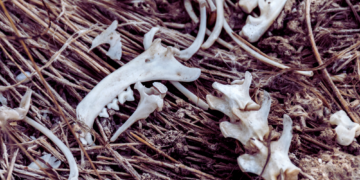 Ancient Bees Made Nests in the Bones of Dead Rodents, Study Finds