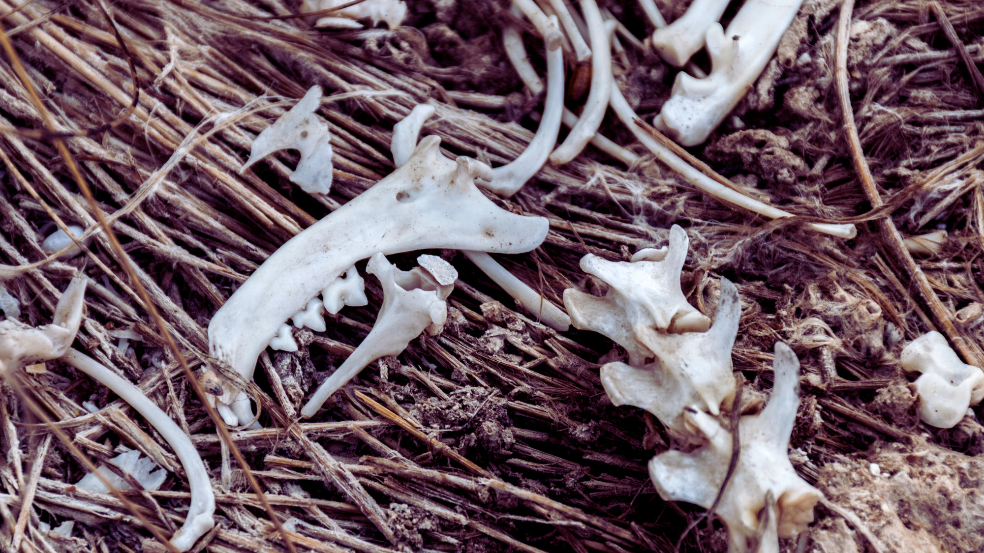 Ancient Bees Made Nests in the Bones of Dead Rodents, Study Finds