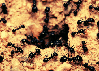 Baby Ants Beg for Death When They’re Sick, Study Finds