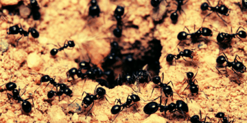 Baby Ants Beg for Death When They’re Sick, Study Finds