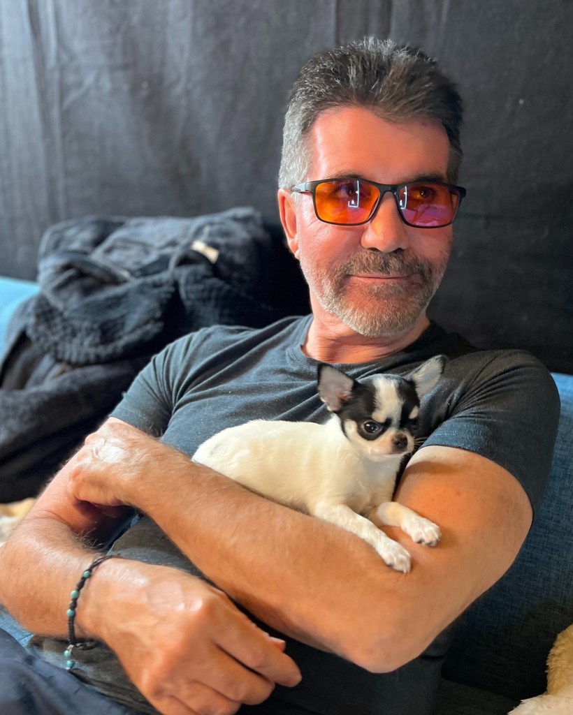 Simon Cowell sitting on a couch, holding a black and white chihuahua.
