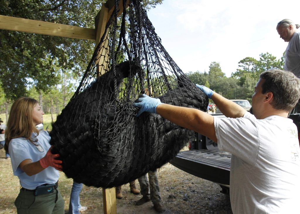 A black bear is weighed by FWC officials at the Rock Springs Run Wildlife Management Area naer Lake Mary, Florida, on Oct. 24, 2015.