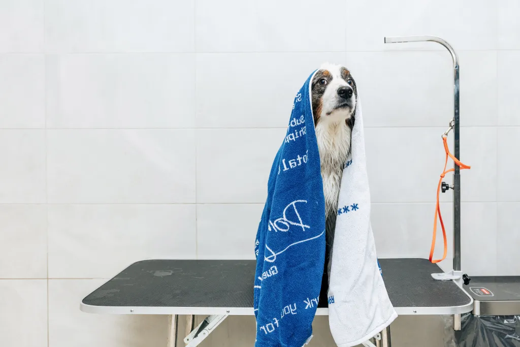 Bowie, an Australian Shepherd, wrapped in blue and white towels after a bath.
