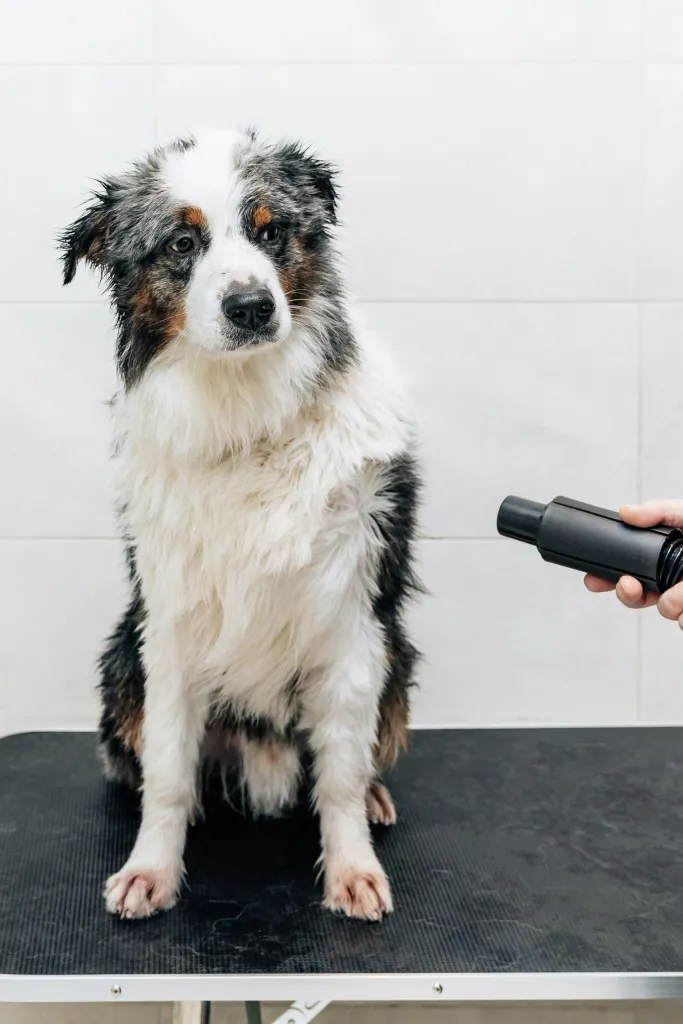 Bowie, an Australian Shepherd, sitting on a rooftop terrace overlooking Manhattan.