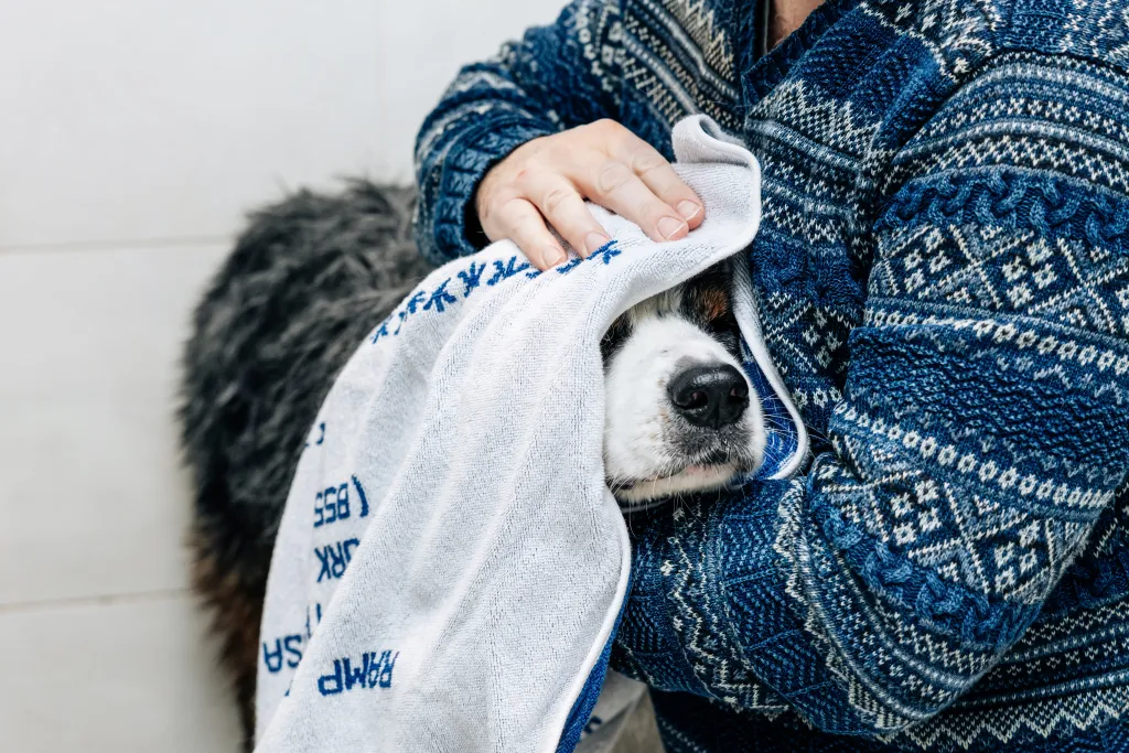 Bowie, an Australian Shepherd, wrapped in a towel after getting a bath.
