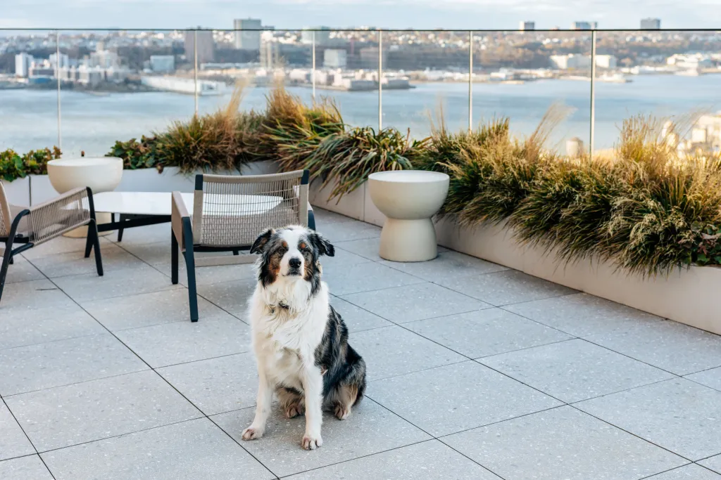Bowie, an Australian Shepherd, sitting on a rooftop terrace overlooking a city and river.