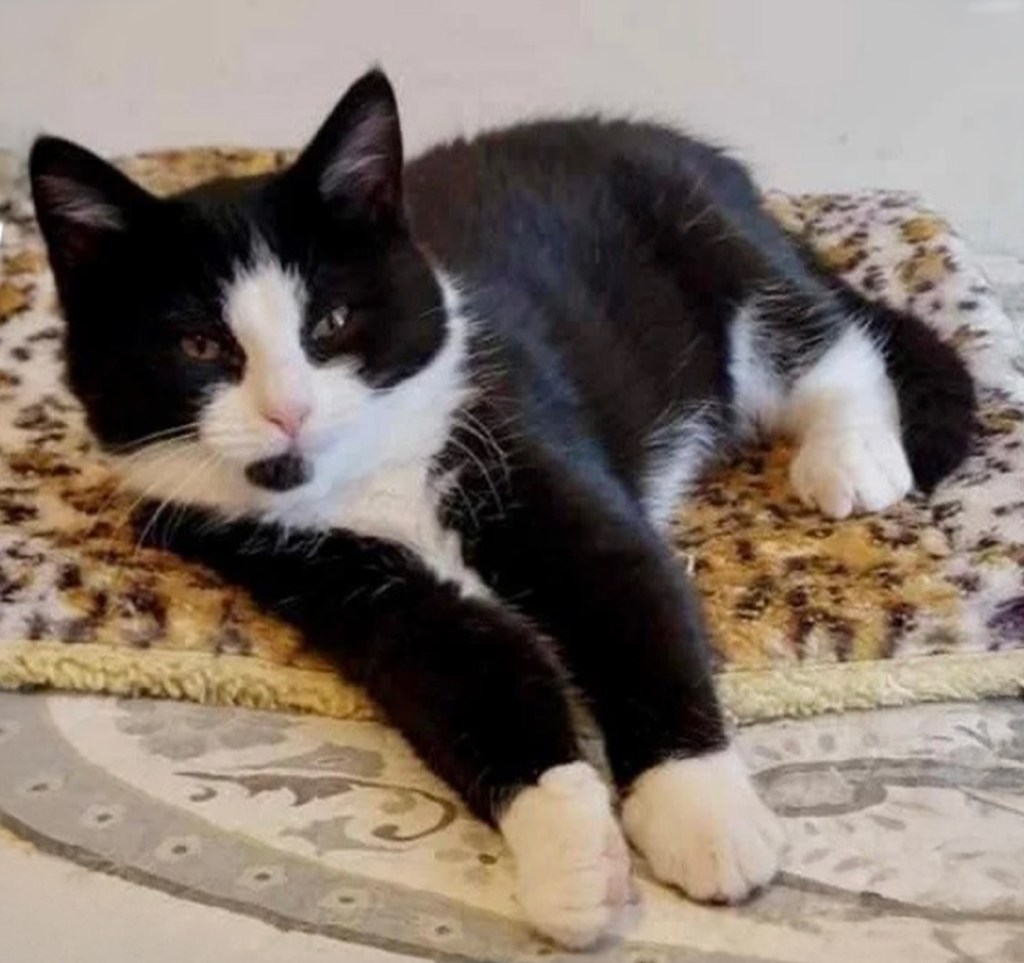 A black and white tuxedo cat resting on a patterned blanket.
