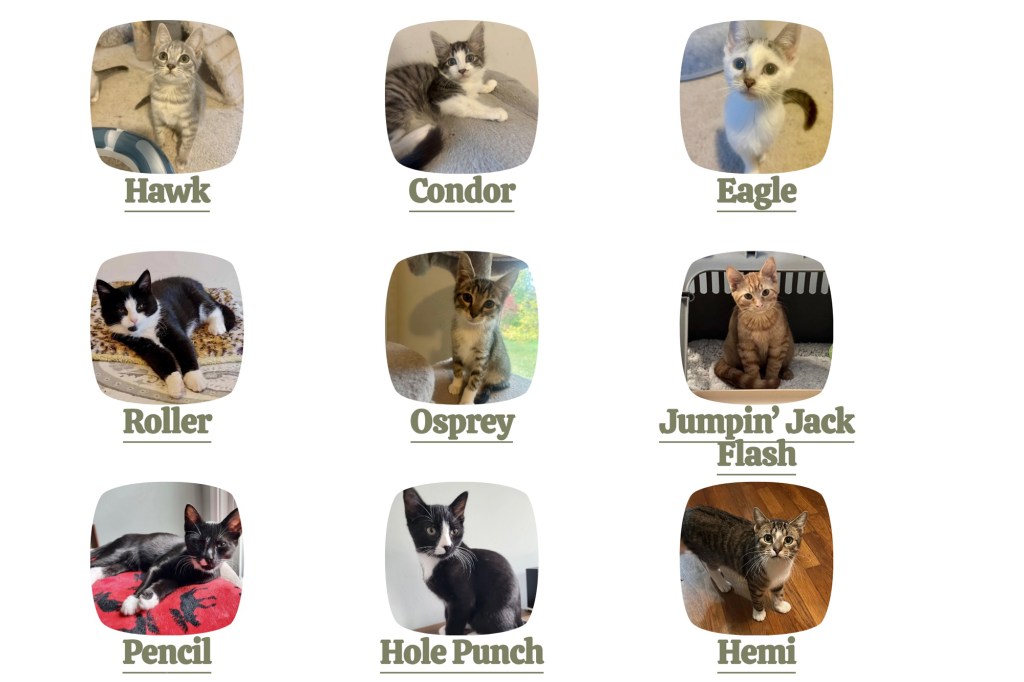 Collage of nine kittens with different names: Hawk, Condor, Eagle, Roller, Osprey, Jumpin' Jack Flash, Pencil, Hole Punch, and Hemi.