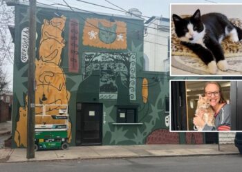 Virginia cat café shutters for rest of year after mischievous kitten floods business in ‘series of freak accidents’
