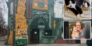 Virginia cat café shutters for rest of year after mischievous kitten floods business in ‘series of freak accidents’