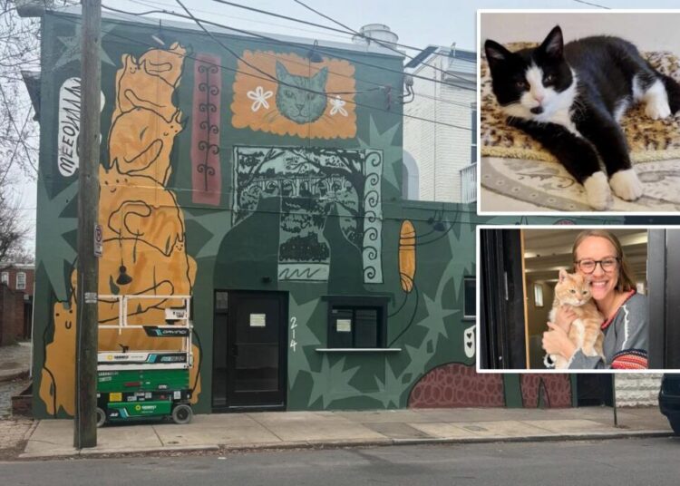 Virginia cat café shutters for rest of year after mischievous kitten floods business in ‘series of freak accidents’
