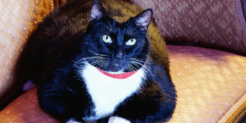 Chonky Kitties Beware: Ozempic for Cats Is on the Way