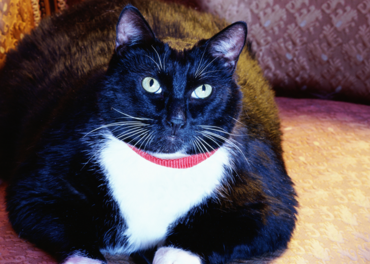 Chonky Kitties Beware: Ozempic for Cats Is on the Way