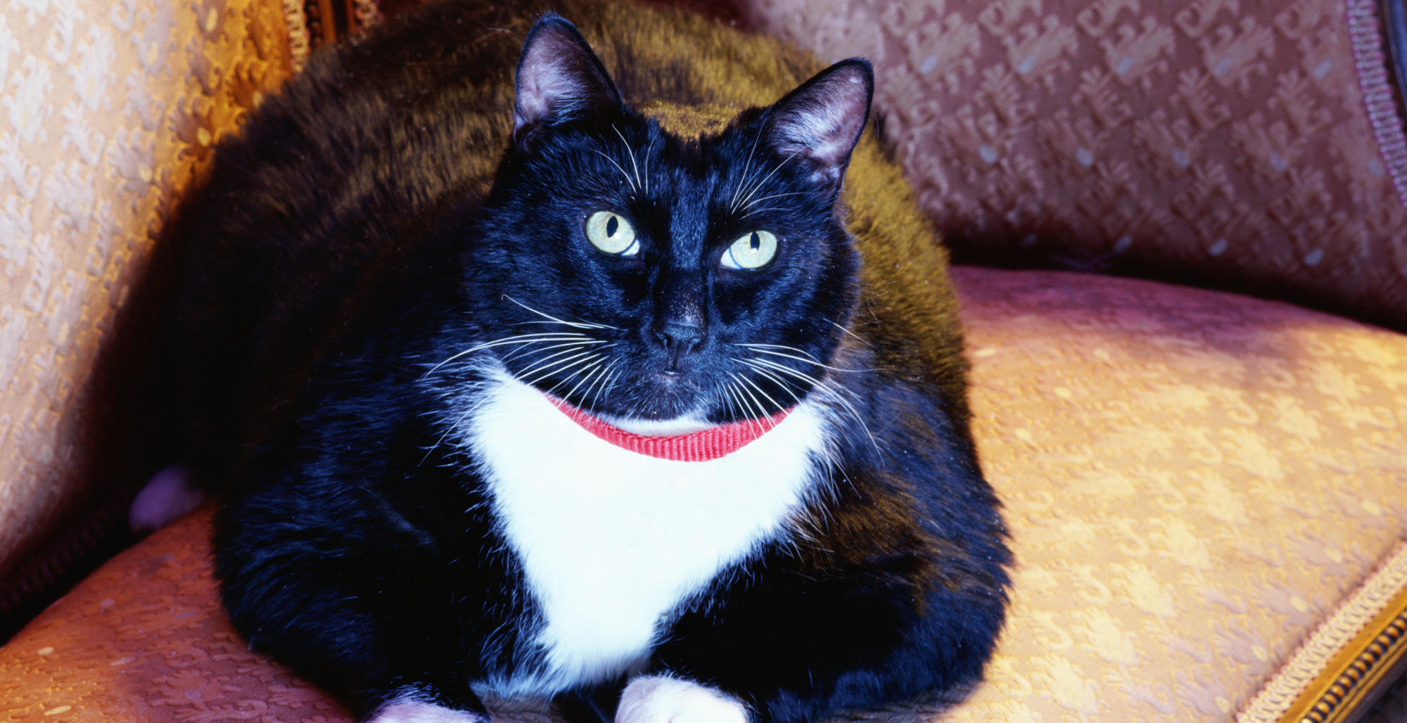 Chonky Kitties Beware: Ozempic for Cats Is on the Way