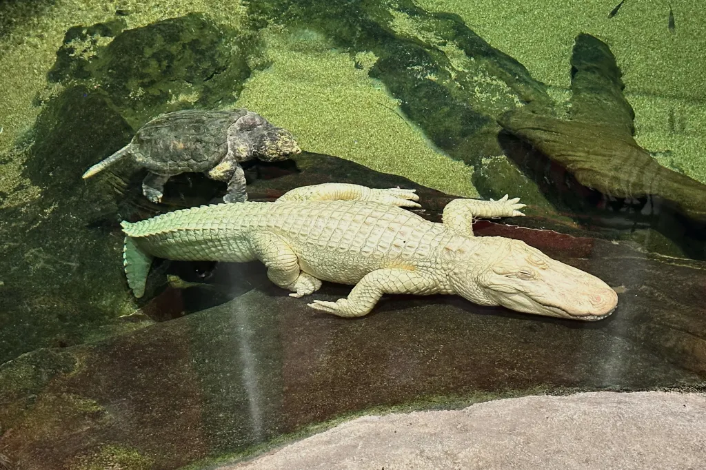 Claude, a rare albino alligator at the California Academy of Sciences in San Francisco died.