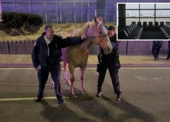 Runaway horse ‘Sundance’ dashes down highways near JFK Airport before safe capture: wild footage