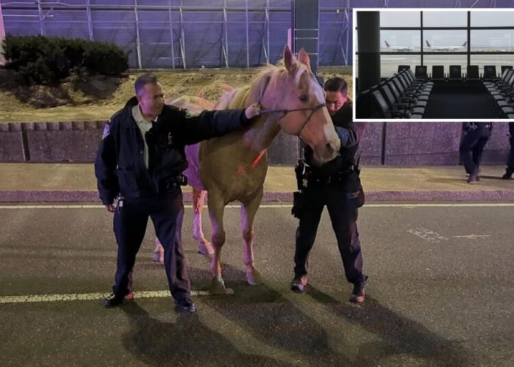 Runaway horse ‘Sundance’ dashes down highways near JFK Airport before safe capture: wild footage