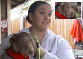 Dog who disappeared from California home in 2021 found tied to Michigan fence: ‘Christmas miracle’