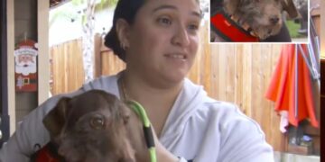 Dog who disappeared from California home in 2021 found tied to Michigan fence: ‘Christmas miracle’