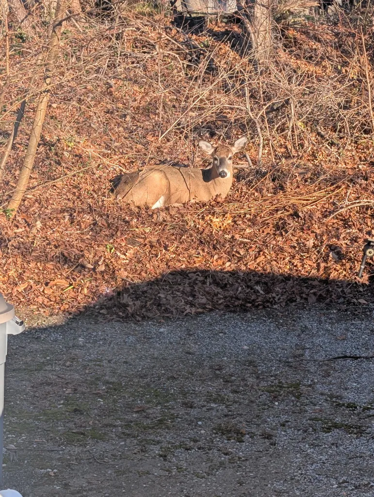 A deer laying in a pile of autumn leaves in a yard.
