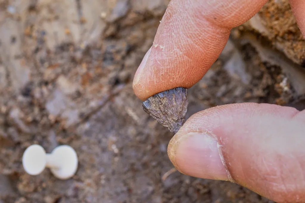 Fingers holding a dark, conical fragment of iron pyrite.
