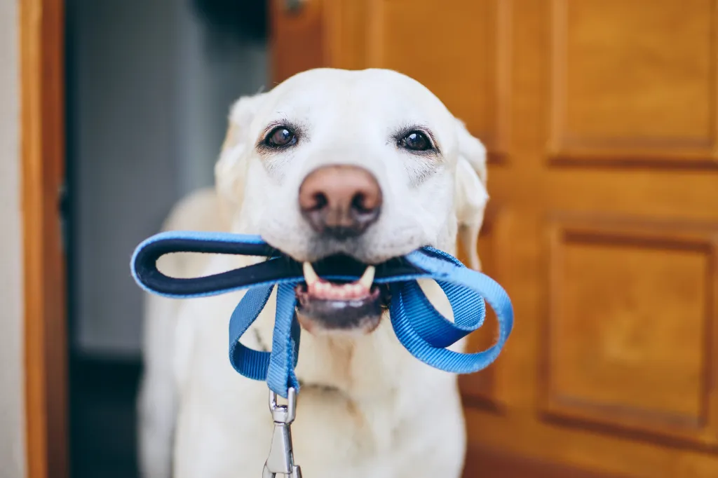 White Labrador retriever holding a blue leash in its mouth, waiting by a door.