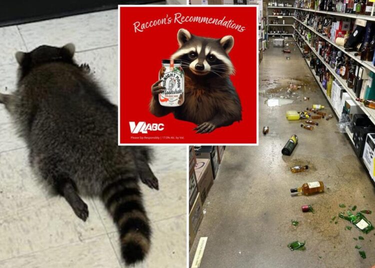 Virginia liquor store trashed by drunk raccoon introduces new cocktails inspired by viral tipsy critter