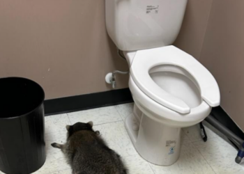 This Republican acted like the famed whiskey-guzzling raccoon with his embarrassing rant