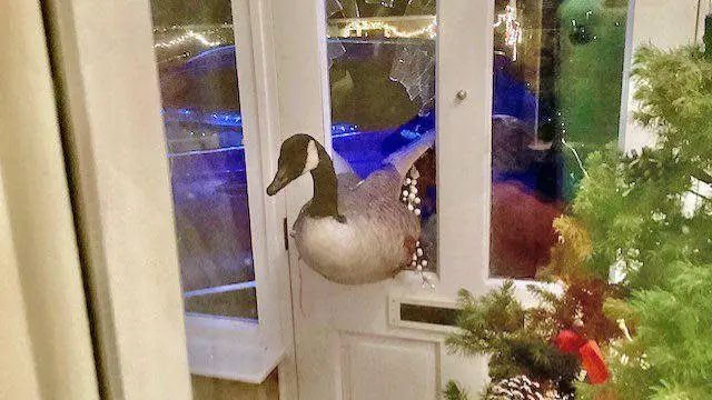 Goose stuck halfway through a broken front door.