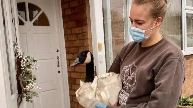 A person wearing a face mask holds a goose in a sack in front of a white door with a holiday wreath.